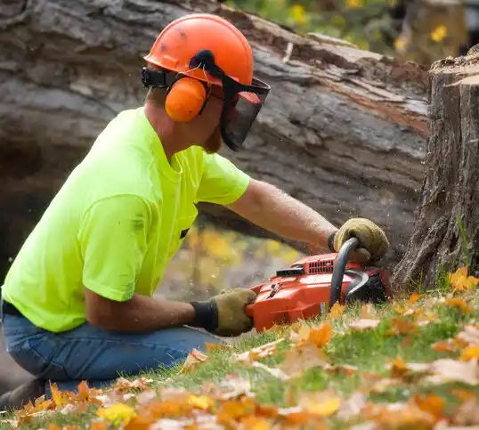 tree services Schriever